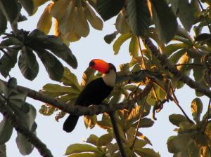 Vogels zijn erin de Pantanal in alle soorten en maten 