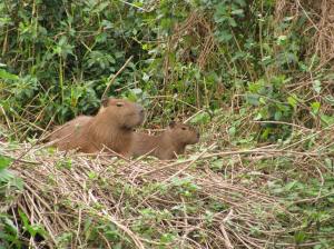 De capibara is niet echt moeders mooiste. 