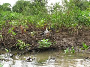 Kaaiman laat zijn tanden zien