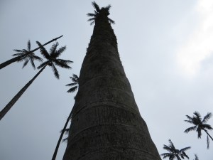 De waspalm kan gemakkelijk 50 of 60 meter hoog worden