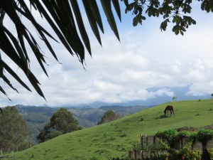 Uitzicht op de koffieregio
