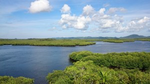 De mangroves zijn een lust voor het oog.
